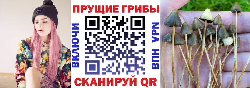 Псилоцибиновые грибы Psilocybine cubensis  мега tor  Сызрань  наркошоп 